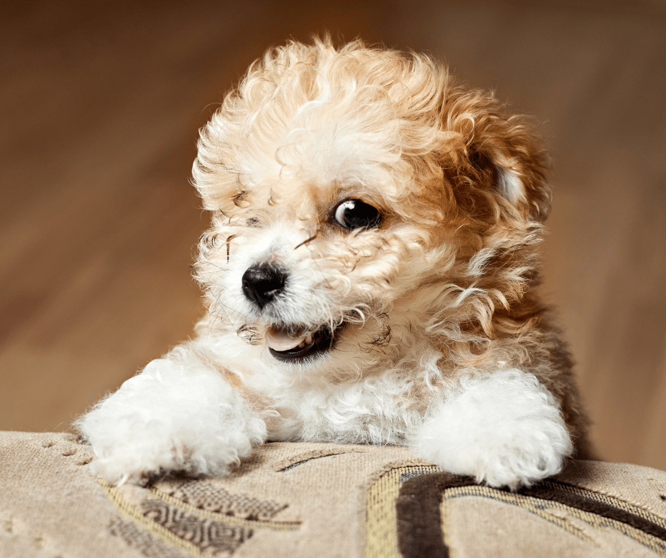 First Groom, Best Experience: Preparing Puppies & Kittens for Grooming at Forest Crossing Animal Hospital