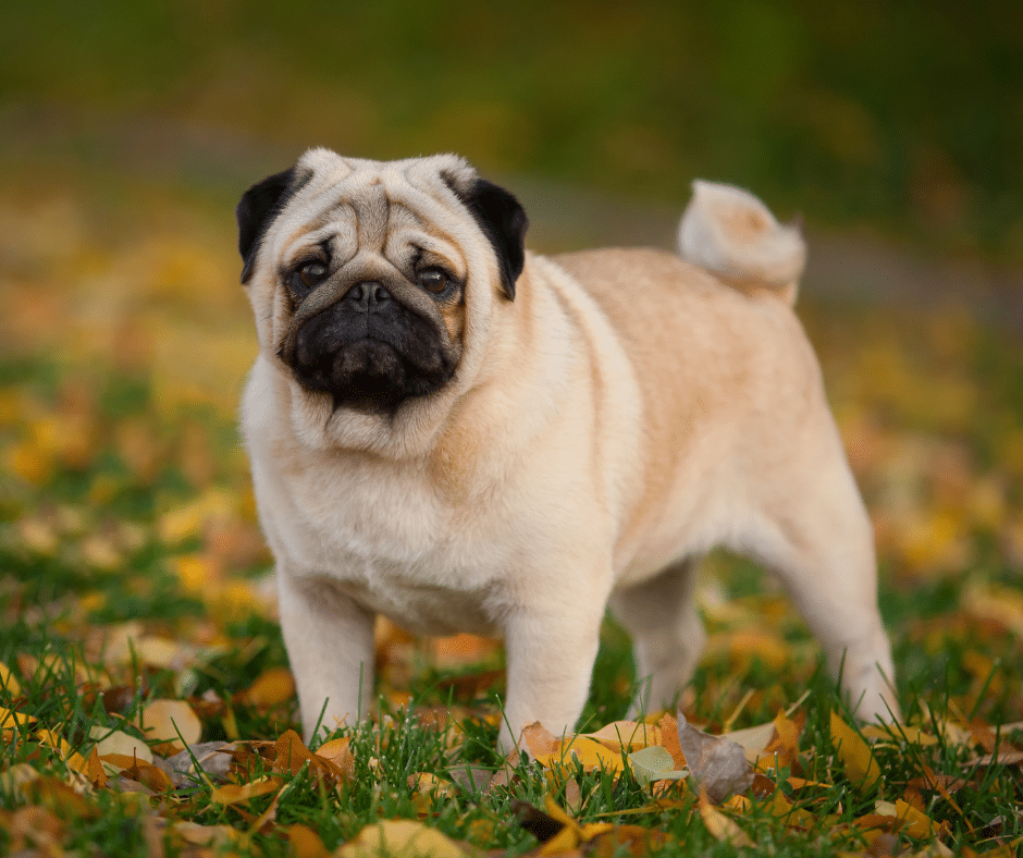 Year-Round Parasite Protection: How Forest Crossing Animal Hospital Keeps Pets Safe from Fleas, Ticks, and Heartworms in The Woodlands, Texas