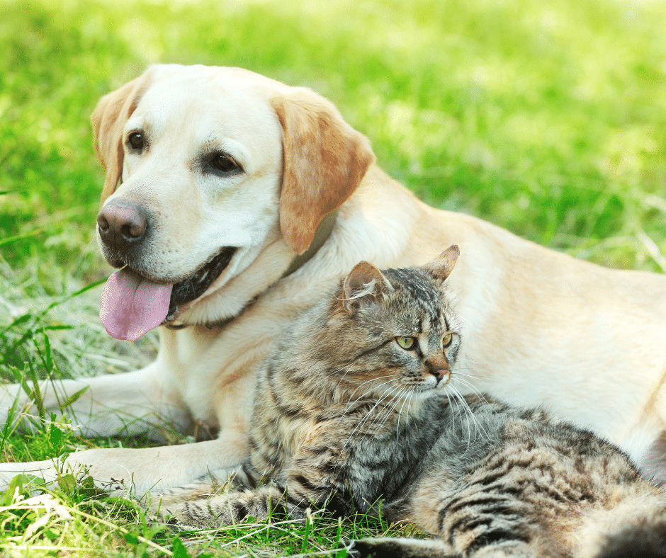 Spring Cleaning for Your Pet’s Health: Updating Parasite Prevention, Vaccines, and Wellness Plans in April