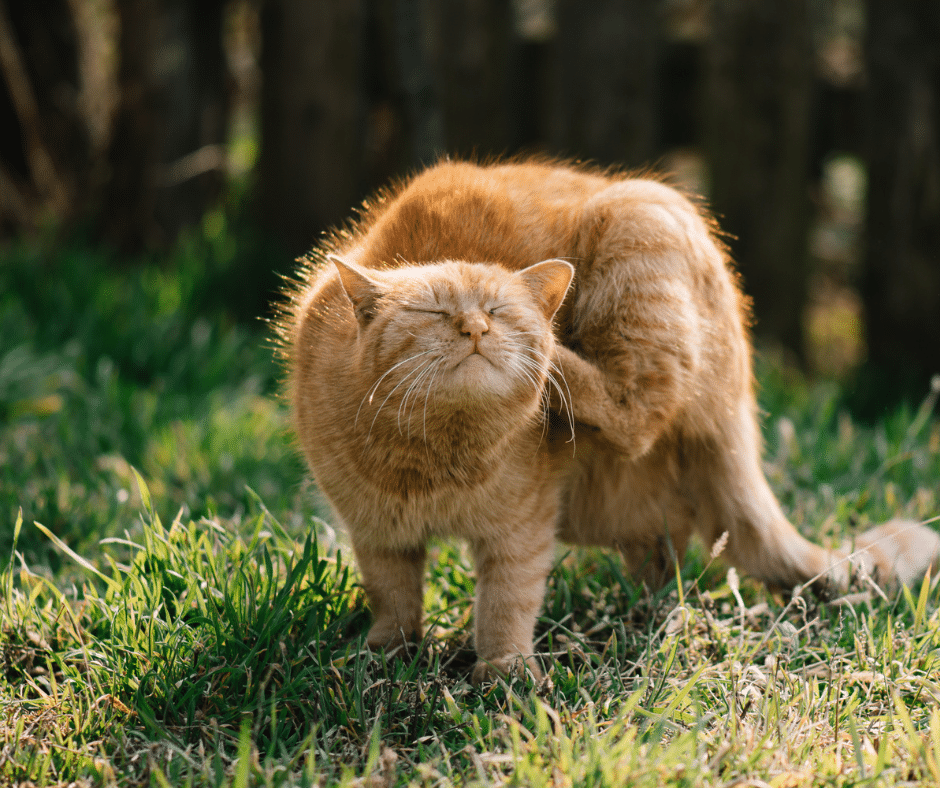 Allergy Season in Full Bloom: How Forest Crossing Animal Hospital Helps Itchy Pets This April