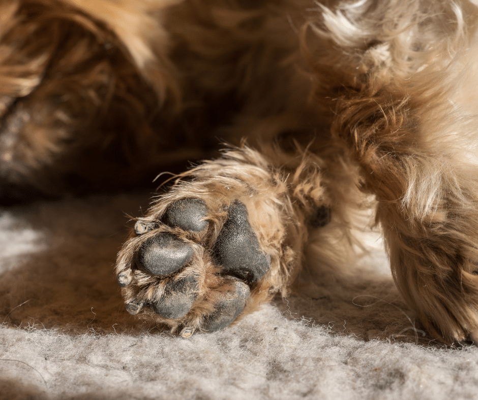 April Showers, Muddy Paws: Skin, Ear, and Paw Care Tips for Pets in The Woodlands, Texas